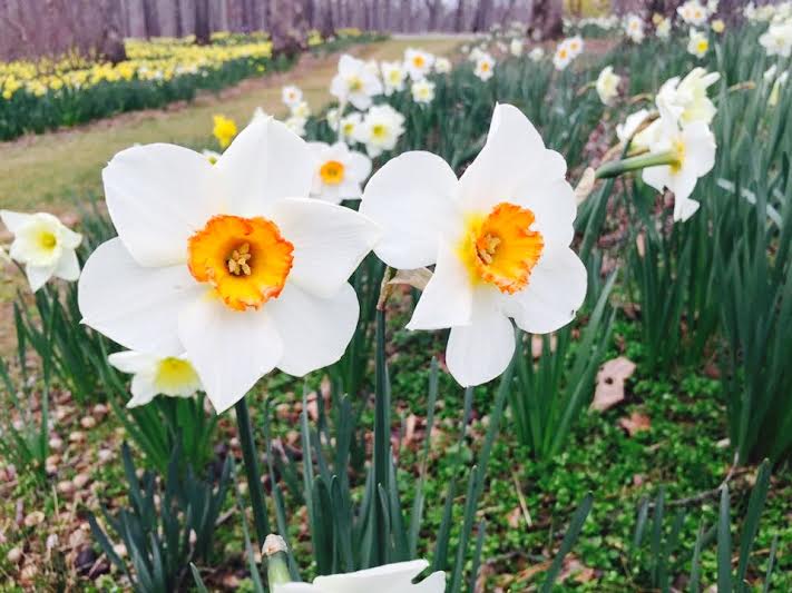 daffodils